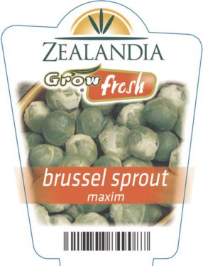 Brussel Sprout Maxim