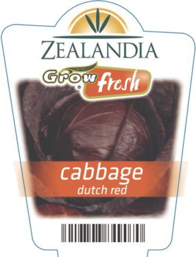Cabbage Dutch Red
