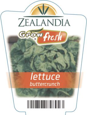 Lettuce Buttercrunch