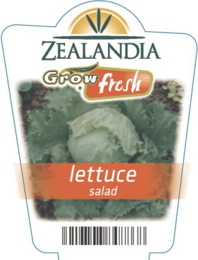 Lettuce Salad
