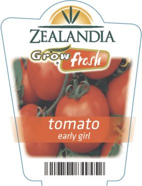 Tomato Early Girl