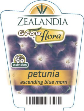 Petunia Ascending Blue Morn
