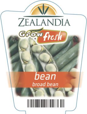 Bean Broad Bean
