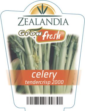 Celery Tendercrisp 2000