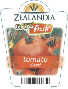 Tomato Dwarf