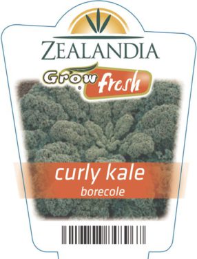 Curly Kale Borecole
