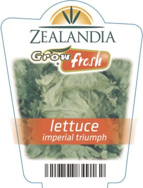 Lettuce Imperial Triumph