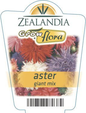 Aster Giant Mix