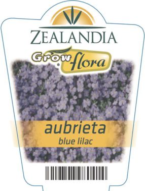 Aubrieta Blue Lilac