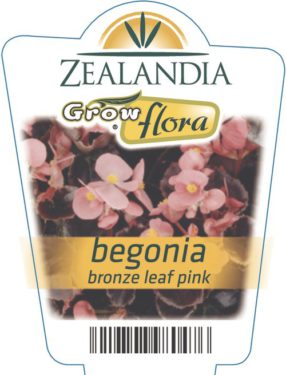 Begonia Bronze Leaf Pink