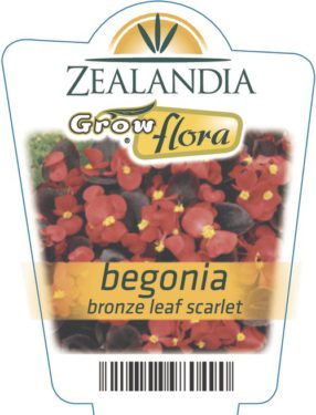 Begonia Bronze Leaf Scarlet