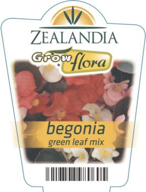 Begonia Green Leaf Mix