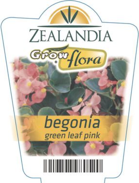 Begonia Green Leaf Pink