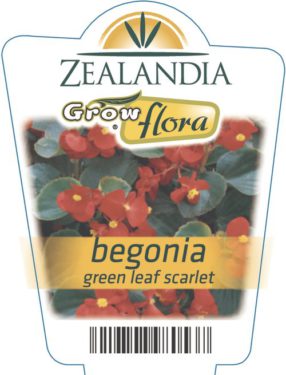Begonia Green Leaf Scarlet