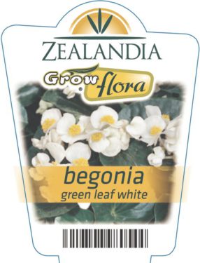 Begonia Green Leaf White