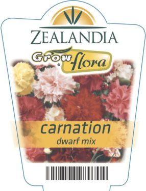Carnation Dwarf Mix