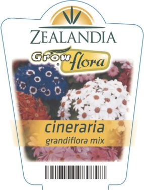 Cineraria Grandiflora Mix