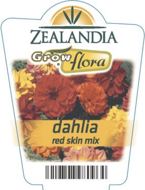 Dahlia Red Skin Mix