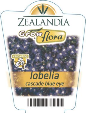 Lobelia Cascade Blue Eye