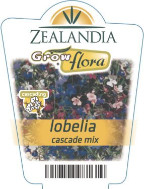 Lobelia Cascade Mix