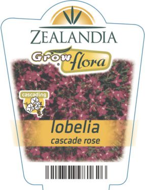 Lobelia Cascade Rose