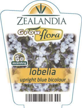 Lobelia Upright Blue Bicolour