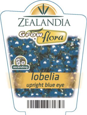 Lobelia Upright Blue Eye