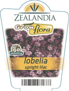 Lobelia Upright Lilac