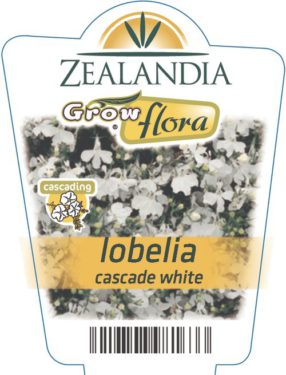 Lobelia Cascade White