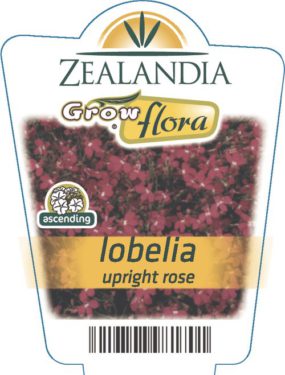 Lobelia Upright Rose