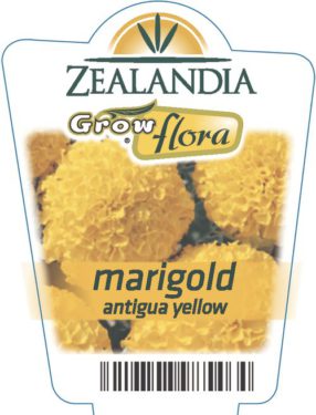 Marigold Antigua Yellow
