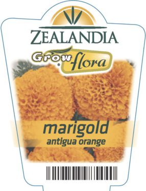 Marigold Antigua Orange