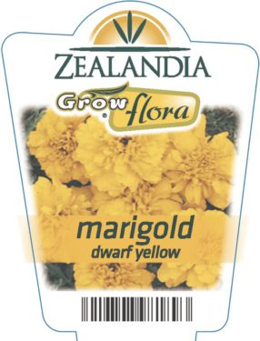 Marigold Dwarf Yellow