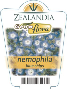Nemophila Blue Chips