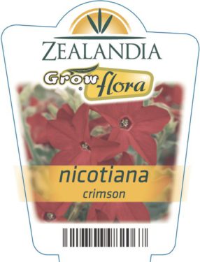Nicotiana Crimson
