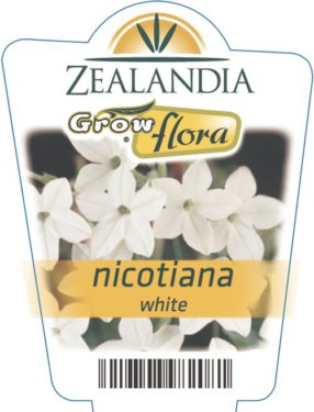 Nicotiana White