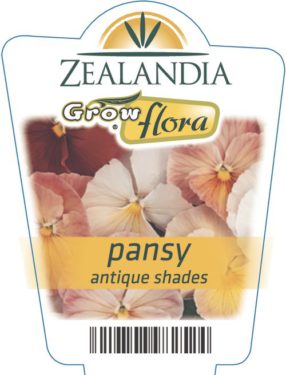 Pansy Antique Shades