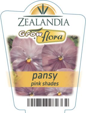 Pansy Pink Shades