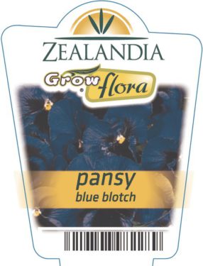 Pansy Blue With Blotch