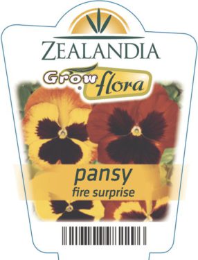 Pansy Fire Surprise