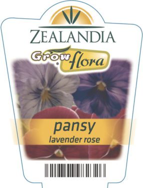 Pansy Lavender Rose