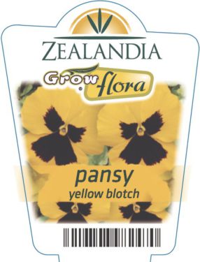 Pansy Yellow Blotch
