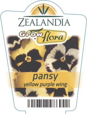 Pansy Yellow Purple Wing