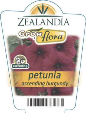 Petunia Ascending Burgundy