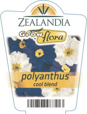 Polyanthus Cool Blend