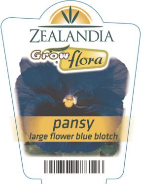 Pansy Large Flower Blue Blotch
