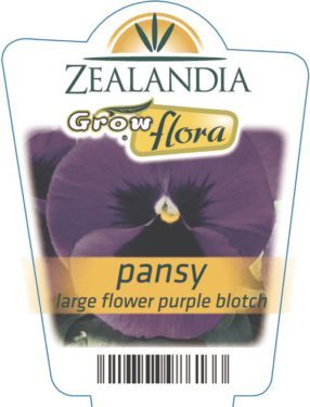 Pansy Large Flower Purple Blotch