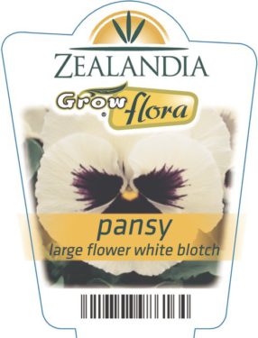 Pansy Large Flower White Blotch