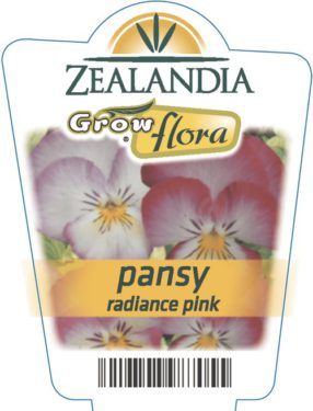 Pansy Radiance Pink