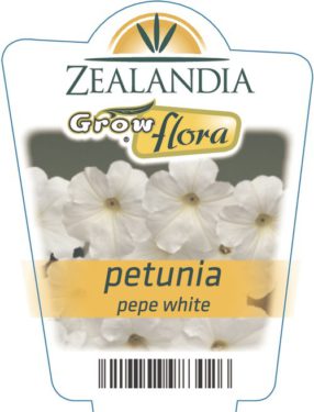 Petunia Pepe White